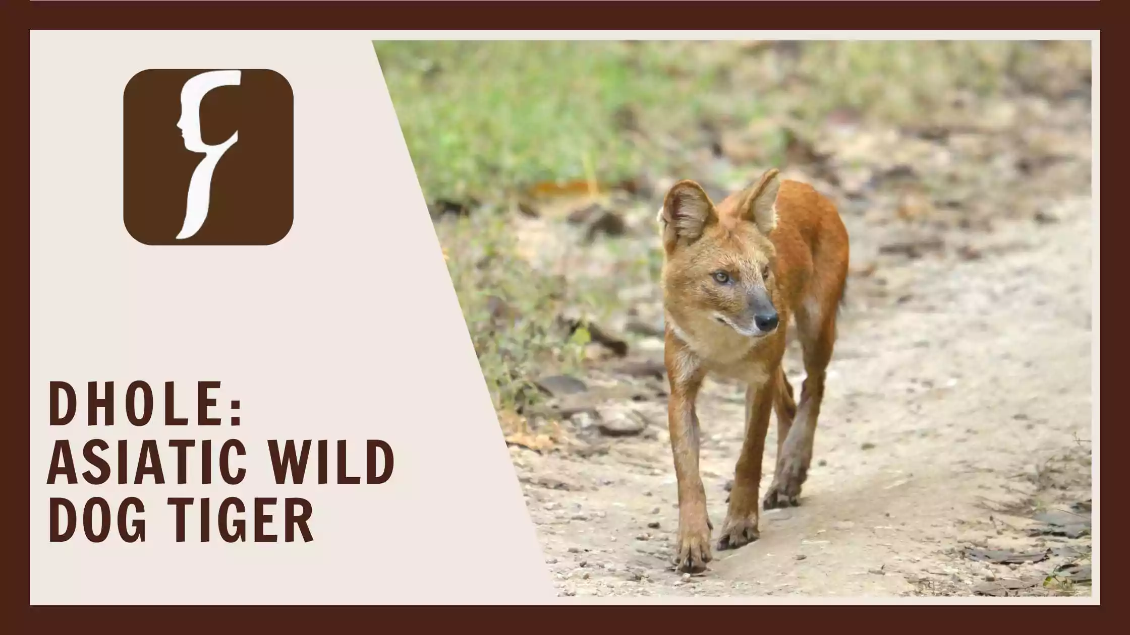 Dhole - Asiatic wild dog tiger