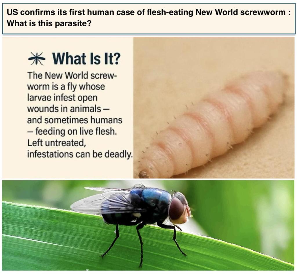 Flesh-eating New World Screwworm - Rau's IAS